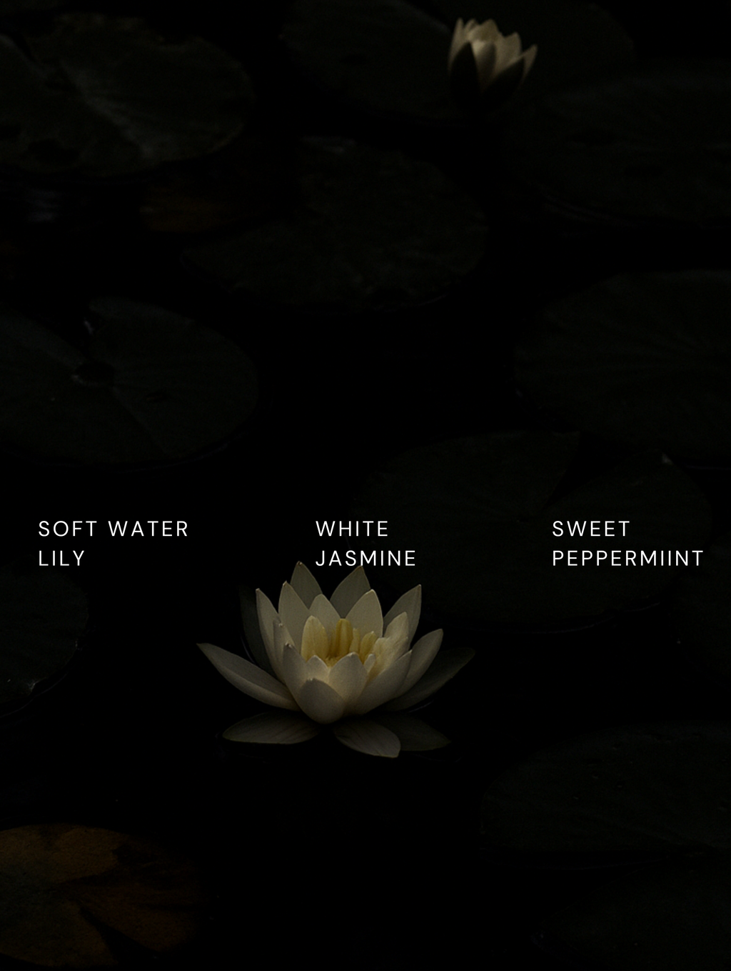 Collagen Anti-Age Night Cream